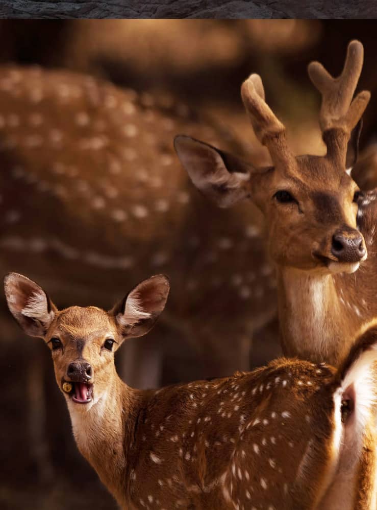 Wildlife