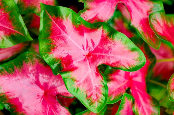 Colorscape