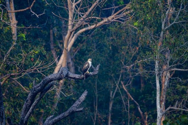 The King Of The Canopy | Wildlife Photography