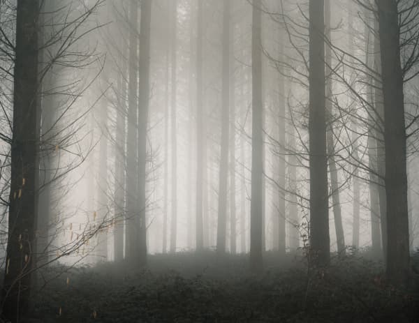 Journey Through The Mist