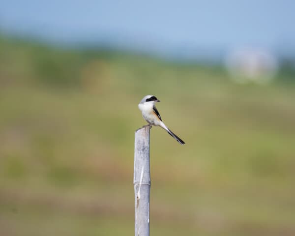 Gray-backed Fiscal