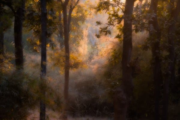 Whispers Of Light In The Forest | Nature Home Decor