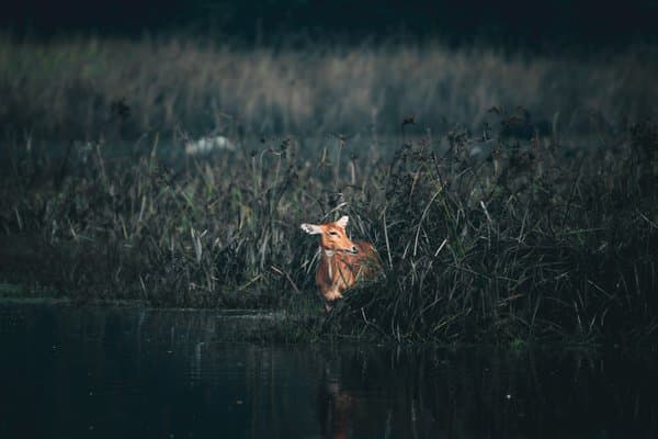 Muntjac In Misty Reeds | Wetland Deer Portrait