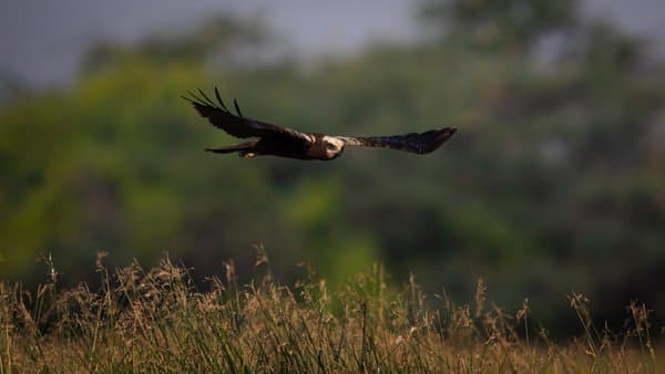 Silent Glide | Wildlife Photography Print