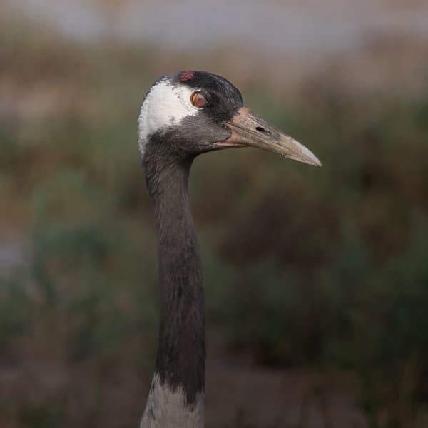 Regal Profile | Wildlife Photography
