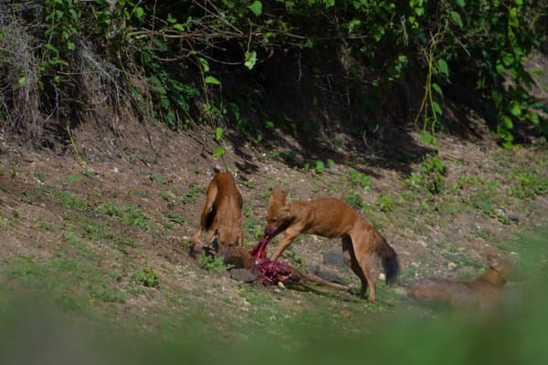 Life Death & The Wild | Wildlife Photography