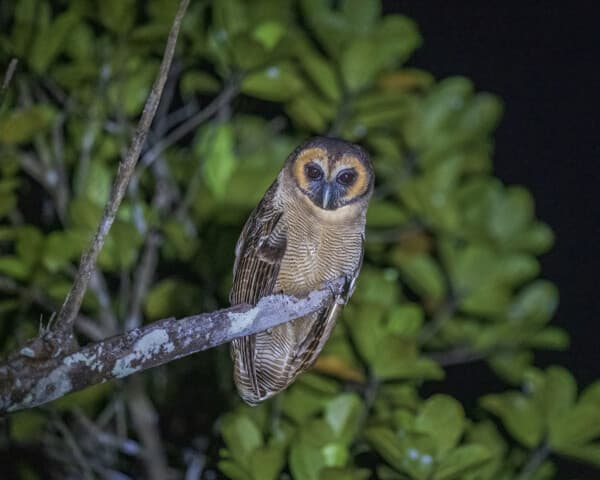 Brown Wood-owl