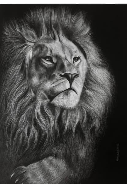 Lion – The King of Savannah | Charcoal Painting