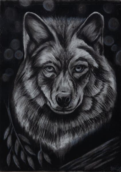 Forbidden Wolf | Charcoal Wildlife Portrait