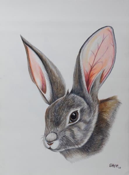 The Lost Hare | Realistic Wildlife Portrait