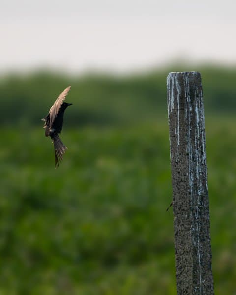 Fork-tailed Bird Taking Flight | Aerial Bird Photography