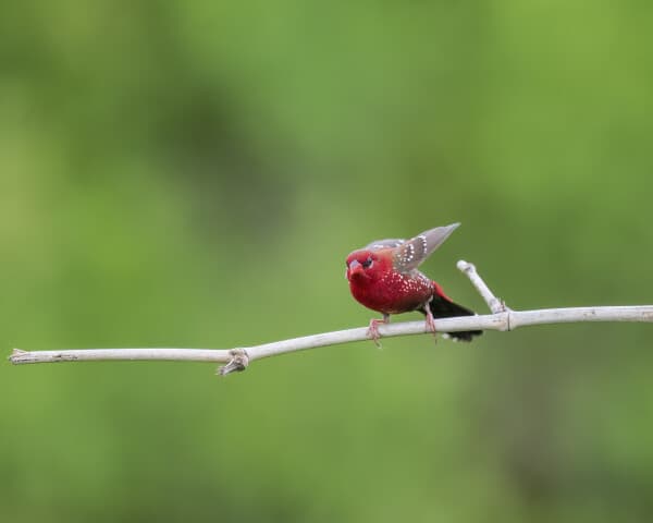 Red Avadavat