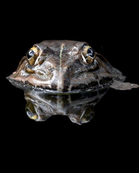 Frog Above The Waterline | Wildlife Reflection Portrait