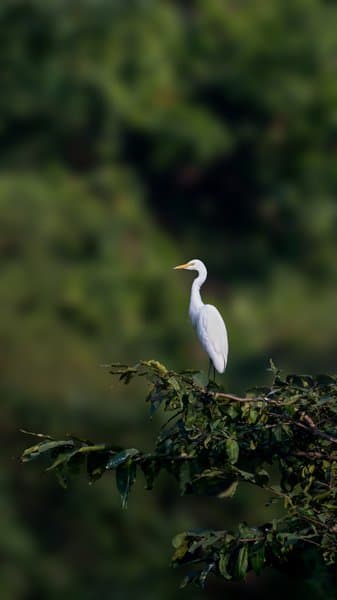 Egret Above The Foliage | White Egret Portrait