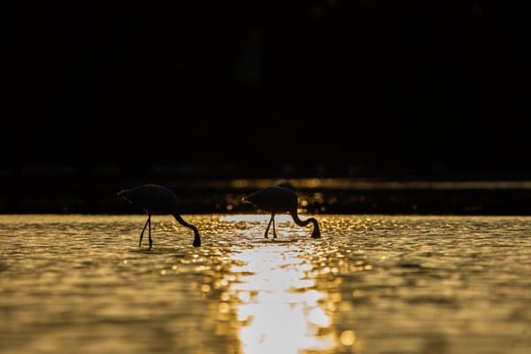 Golden Evening Pink Wings | Wildlife Wall Decor