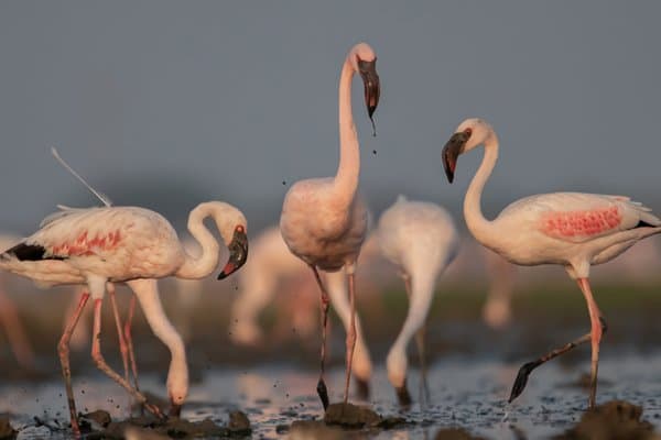Feeding Ritual | Wildlife Photography Print