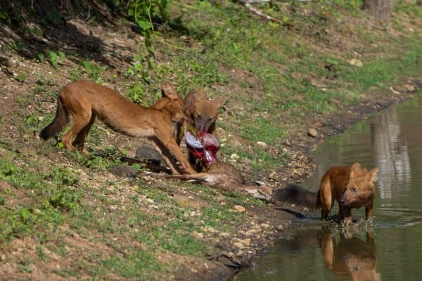 Natures Unfiltered Reality | Wildlife Photo Print