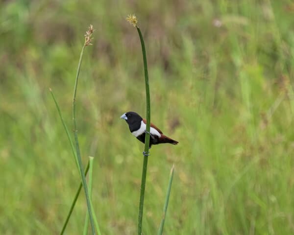 Tricolored Munia