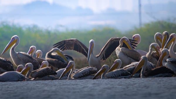 Gathering Wings | Wildlife Home Decor