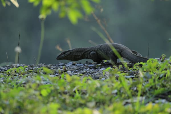 Bengal Monitor Lizard