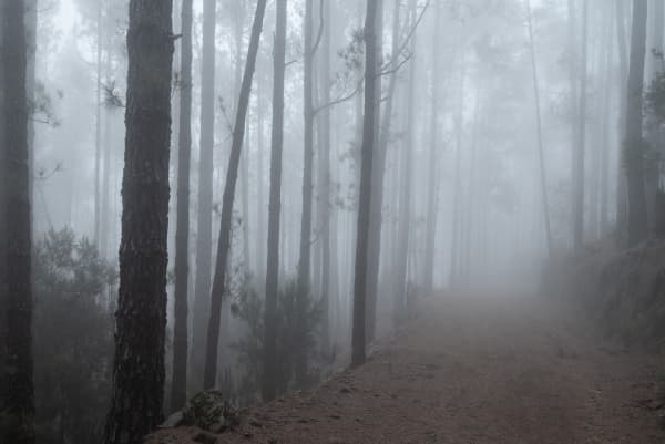 Forest Of Light | Nature Photography Print