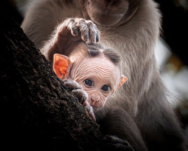 Macaque Infant Peeking Out | Primate Family Moment