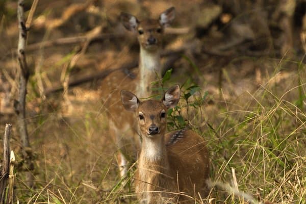 Innocent Eyes Of The Wild | Wildlife Photography