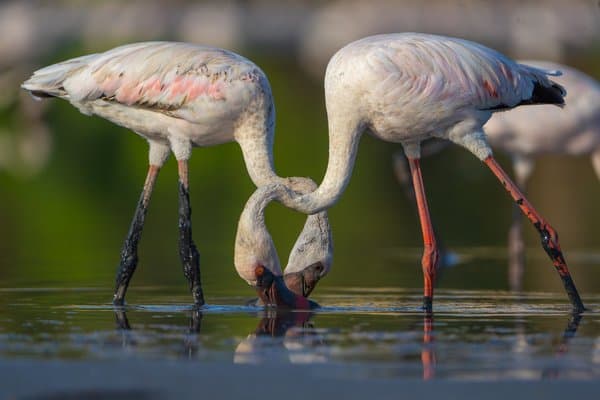 Flamingo Paradise |Wildlife Decor