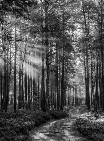 Monochrome Elegance | Nature Canvas Print