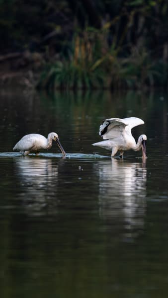 Grace In The Shallows