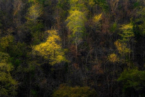 Transition | Nature Home Decor