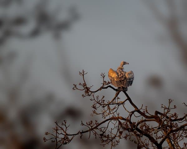 Vulture Stretching Wings | Vulture Portrait