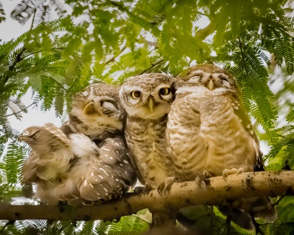 The Watchers Above