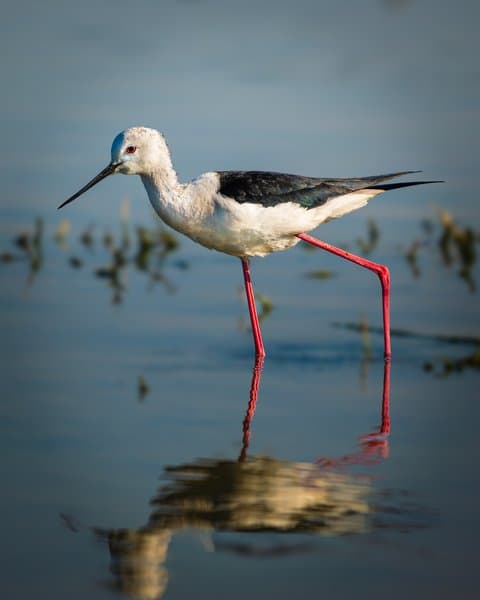 Stilt Wading Through Reflections | Wetland Wader Photography