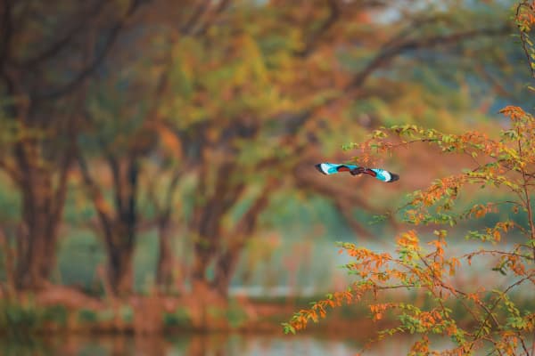 A Splash Of Blue In Motion