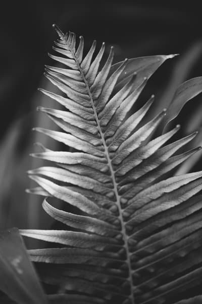 Timeless Black & White | Nature Photography