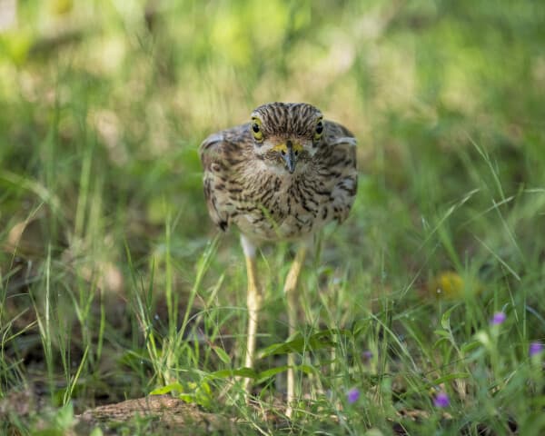 Indian Thick-knee