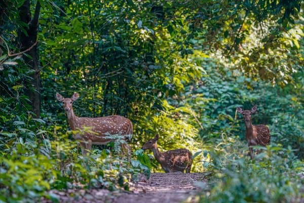 Whispers Of Chitwan | Wildlife Wall Art