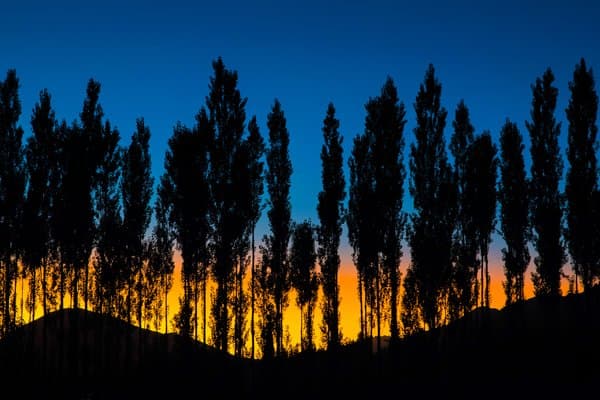 Silent Observer | Nature Photography