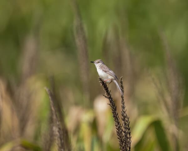 Plain Prinia