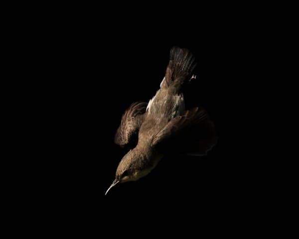 Shadow Flight | Birds Home Decor