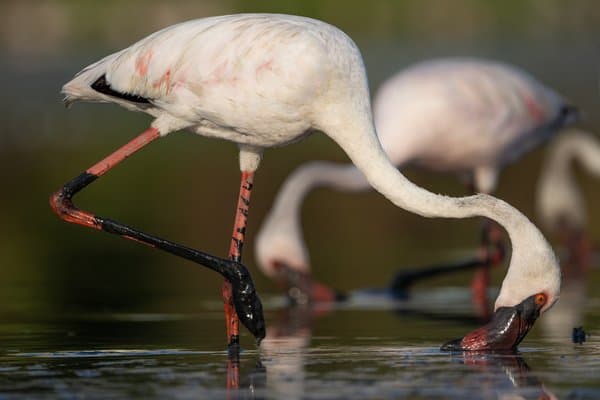Wings Of Wonder | Wildlife Photo