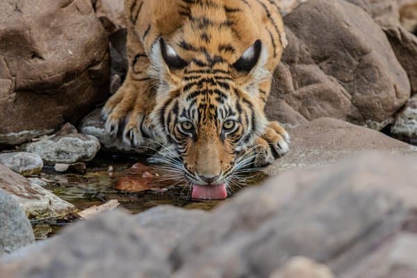 The Thirst Within | Wildlife Photography