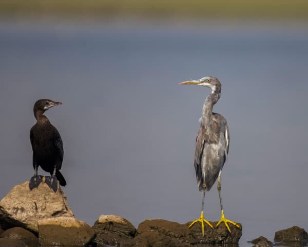 Little Cormorant