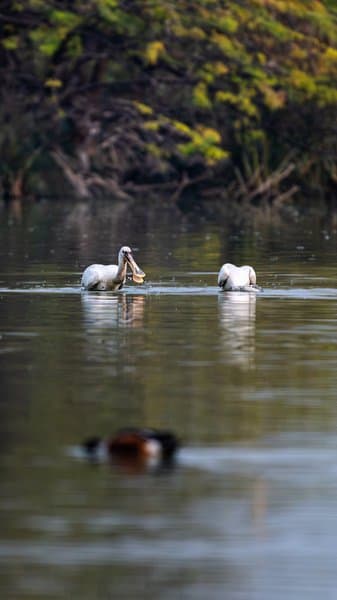 Spoonbills In Quiet Waters | Bird Photography