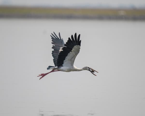 Asian Openbill