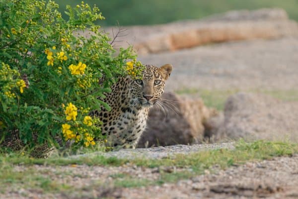 Hidden In Bloom | Wildlife Photo