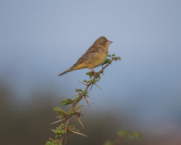 Cinereous Bunting