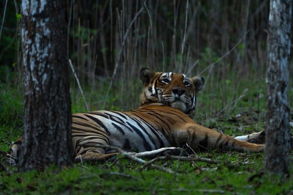 Eyes Of Kabini | Wildlife Photography