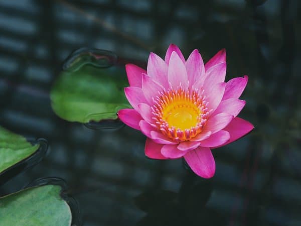 Floral Geometry | Serene Floral Photography